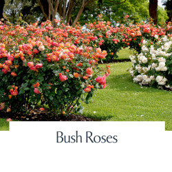Bush Roses